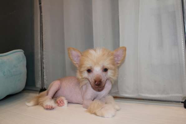 Щенок КХС в Москве фото 12