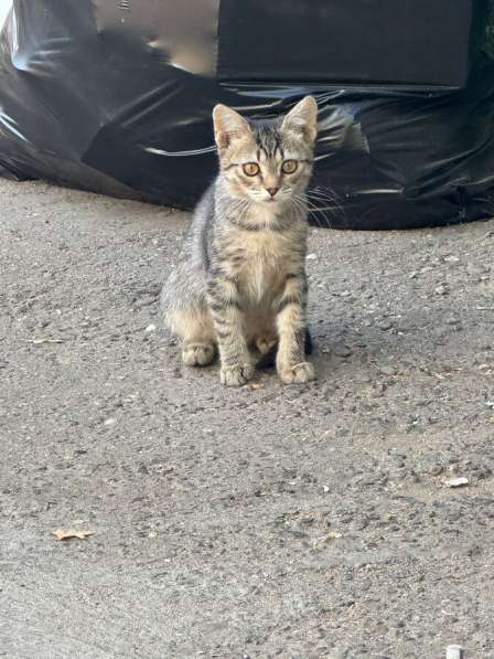 Ищут дом трое котят в Москве фото 6