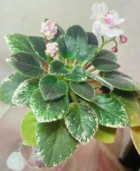 Сортовые фиалки в Майкопе фото 7