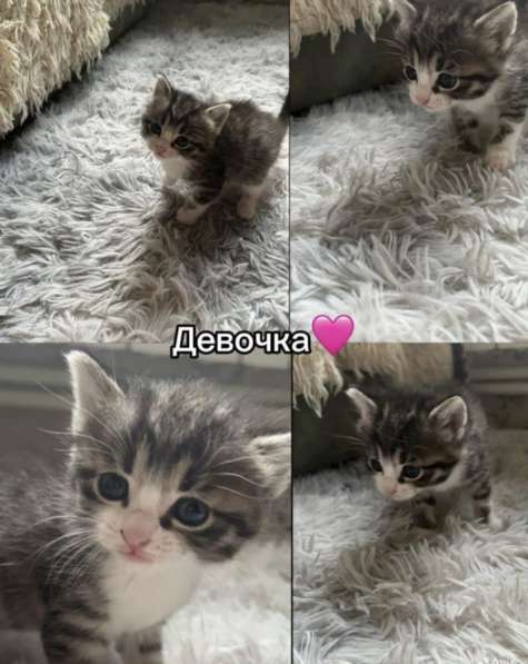 Котята в Новосибирске
