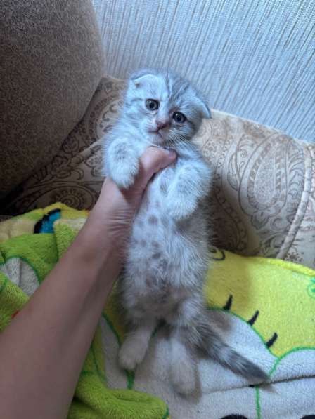 Котята шотландские вислоухие и прямоухие в Оренбурге фото 3