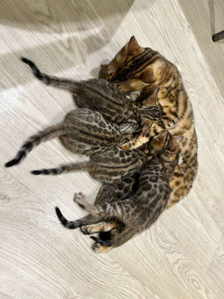 Котята бенгальские в Новокуйбышевске фото 5