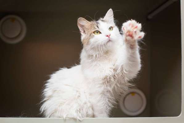 Ласковый красавчик Милош в самые добрые руки! в Москве фото 9