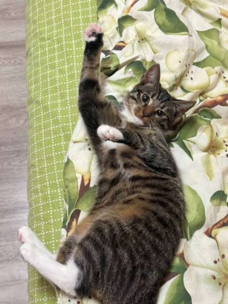 Кот - в добрые руки в Калининграде фото 6