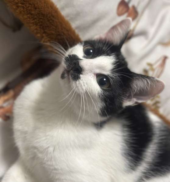 Багира в фото 14