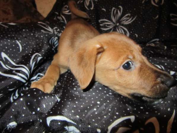 Отдам щенков в Алексине фото 10