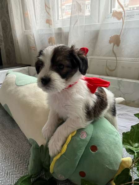 Щенки эстонской гончей в Краснодаре фото 6