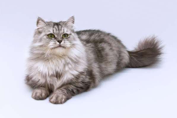 Яркая красавица кошка Мисо в добрые руки в Москве фото 4