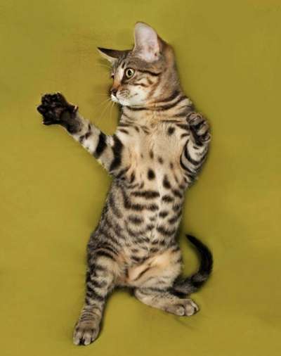 подросток Тигра очень хочет домой!