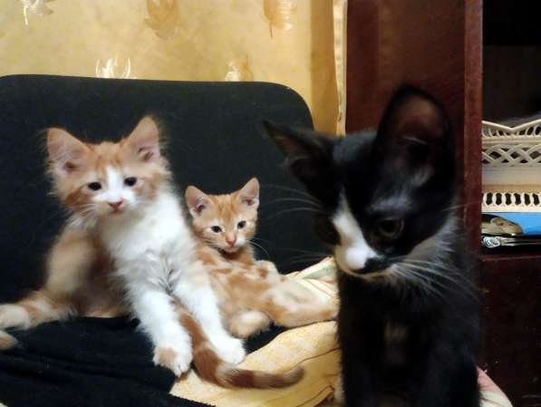 Отдам в хорошие добрые руки