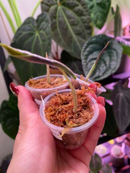 Алоказия Псевдосандериана