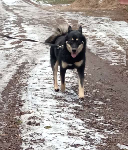 Метис лайки Малыш ищет семью