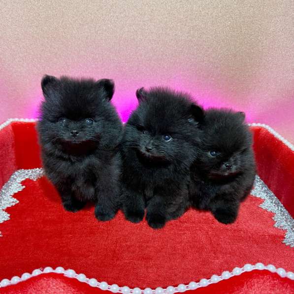 Щенки померанского шпица в Москве фото 4