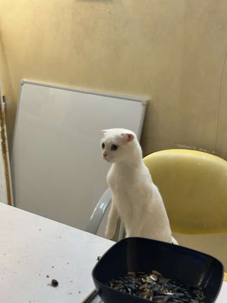 Кошка