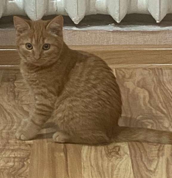 Котенок в Тимашевске фото 6