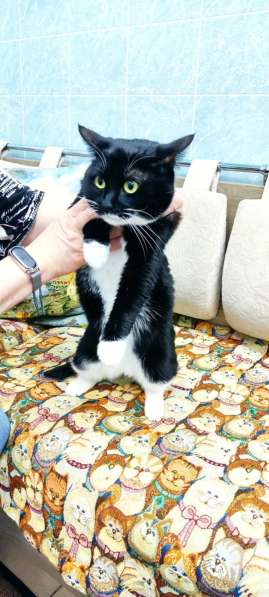 Кошечка Ромашка в добрые руки в Москве фото 12