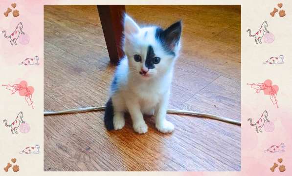 Котёнок-девочка в добрые руки! в фото 3