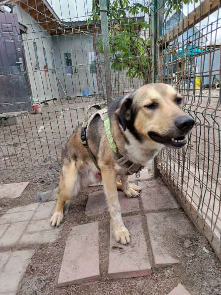 Домашний пёс-потеряшка ищет новую семью в Санкт-Петербурге фото 6