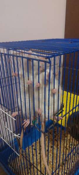 Крысы домашние в Барнауле фото 4