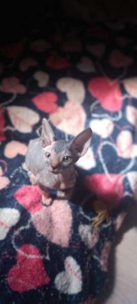 Девочка Канадский сфинкс в 