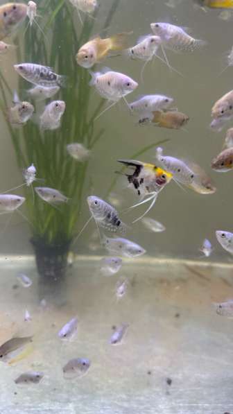 Аквариумные рыбки в Махачкале фото 5