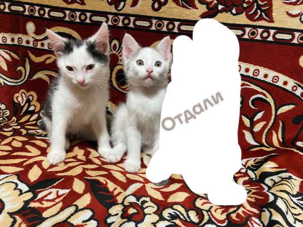 Отдам в добрые котят