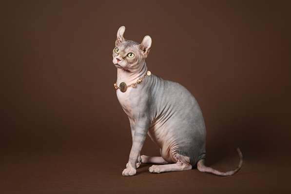 Стиль и нежность- Эльф, бамбино или сфинкс в Волгограде фото 11