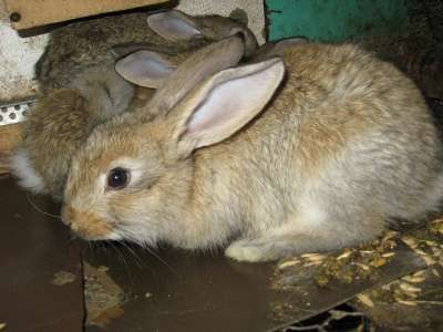 кролики мясной породы в Омске фото 4