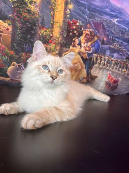Котята породы «Невская маскарадная»!!!