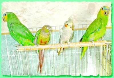 Разведения и продажа попугаев и канареек в Москве фото 4