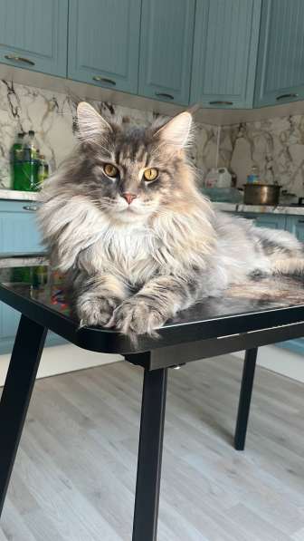 Котята Мейн-кун в Астрахани