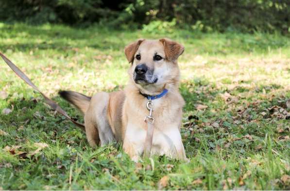 Чудесная Барабулька ищет дом и любящую семью! в Москве фото 7