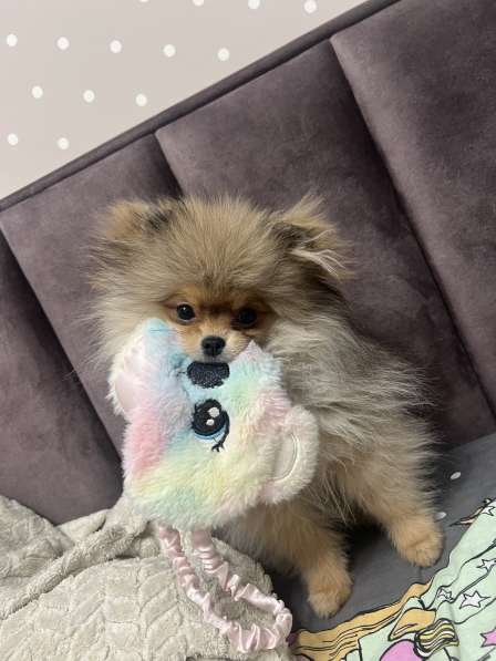 Шпиц 5 месяц в Красноярске