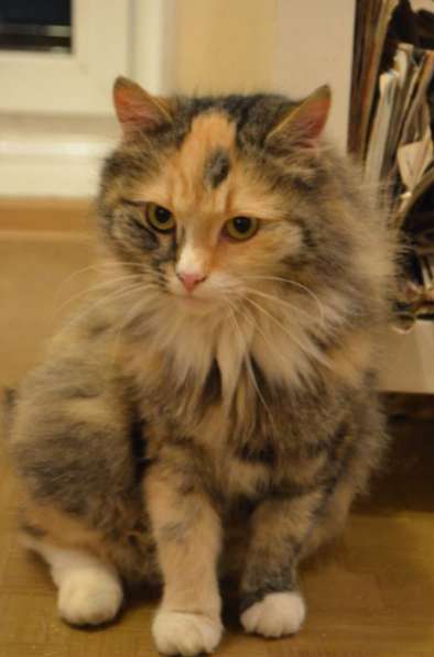 Отдам даром Ищет дом замечательная Фея