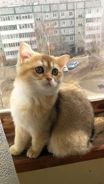 Шотландская золотая шиншилла в Обнинске фото 3