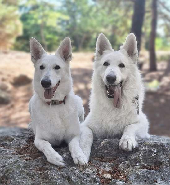 Продаются щенки белой швейцарской овчарки