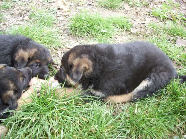 Продаю щенков немецкой овчарки в Адлере фото 13
