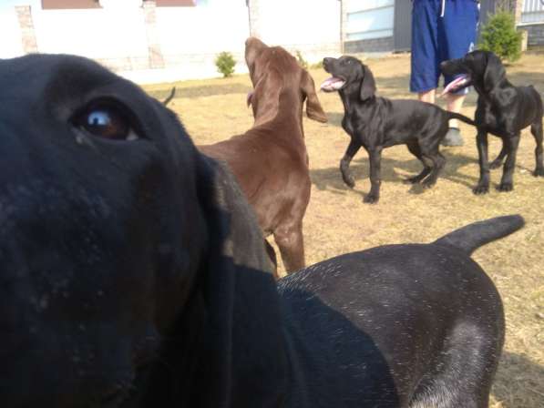 Курцхаар Щенки в фото 24