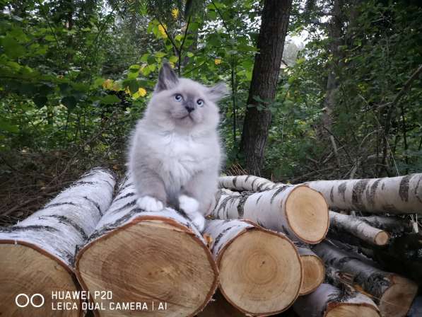 Котята Невские - Маскарадные в фото 10