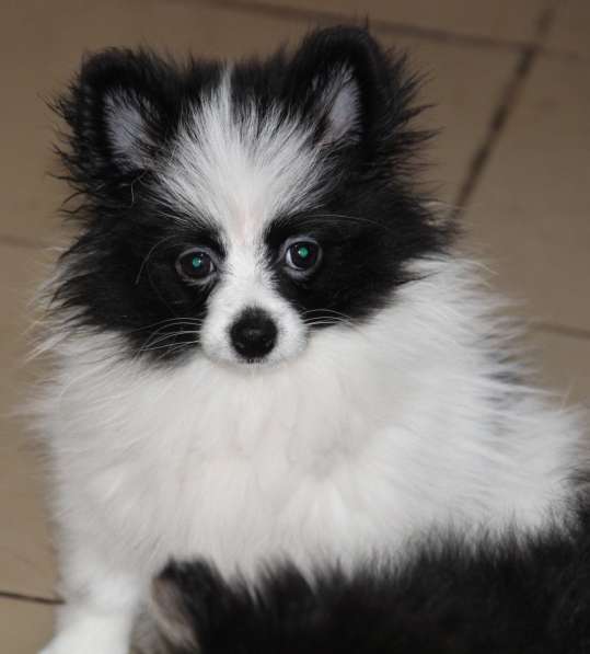 Щенки шпица в Раменское фото 8