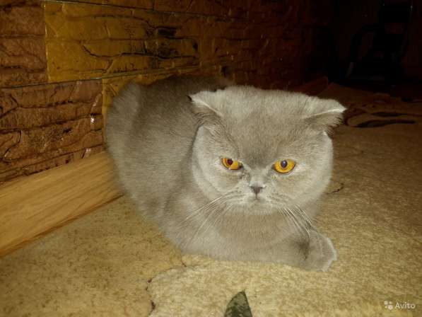 Британские котята плюшки редкого окраса. фмр в Краснодаре