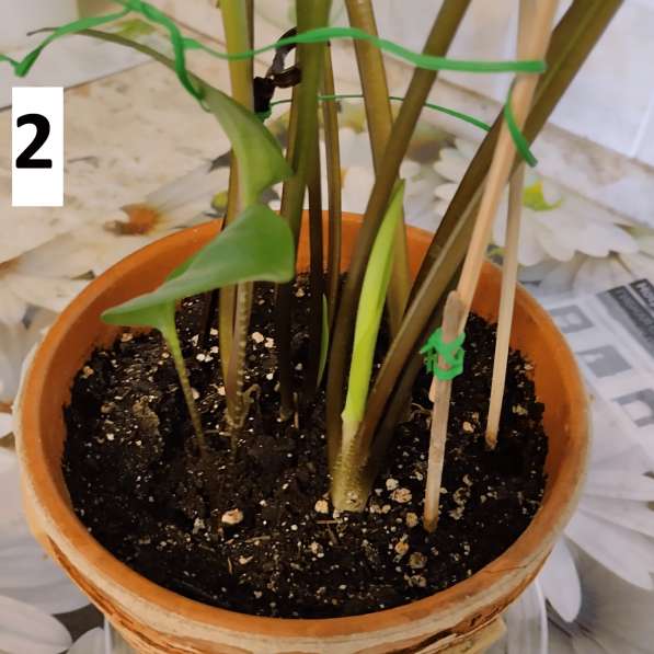 Комнатное растение дримиопсис в Химках фото 3