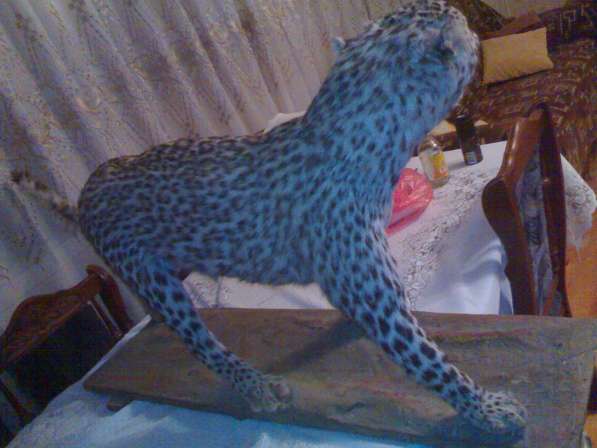 Kavkazki Leopard в фото 3