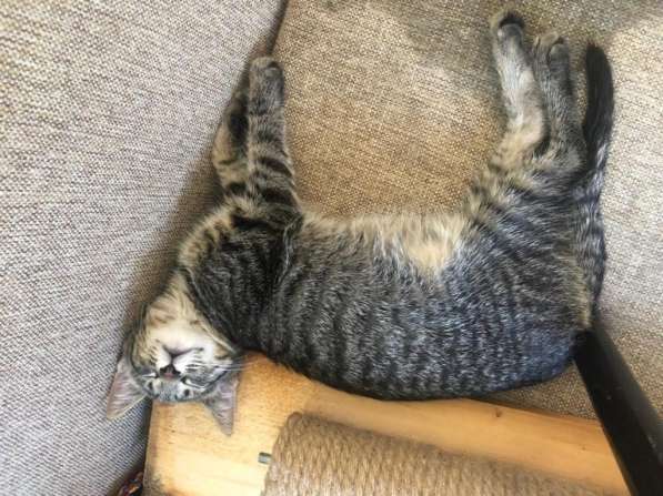 Мурлыка-котенок с дефектом глазика очень ищет дом в Санкт-Петербурге фото 41