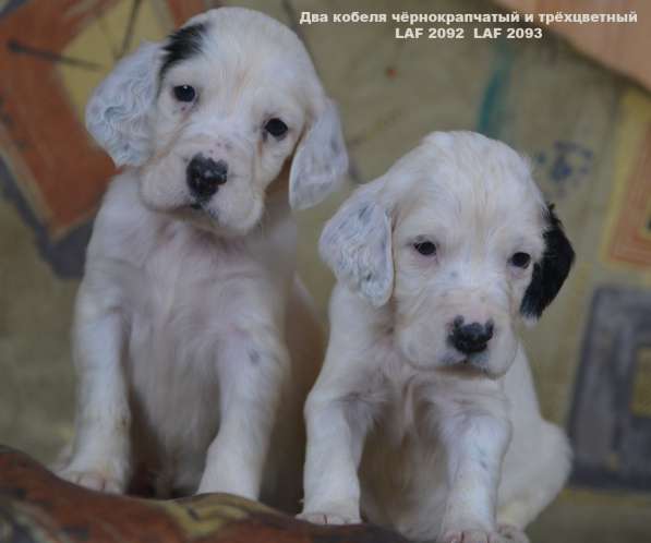 Английский сеттер щенки из элитного питомника в Москве фото 103