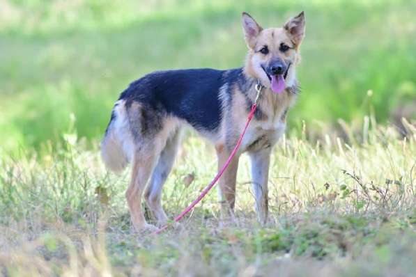 Красавица Джуля ищет дом! в Москве фото 10