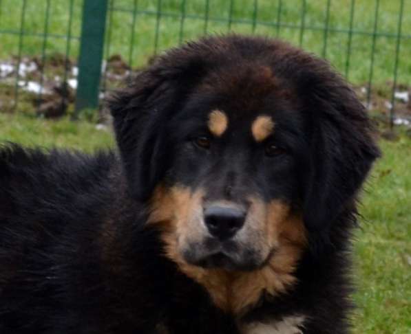 Тибетский мастиф - лучший страж на территории в Москве фото 167