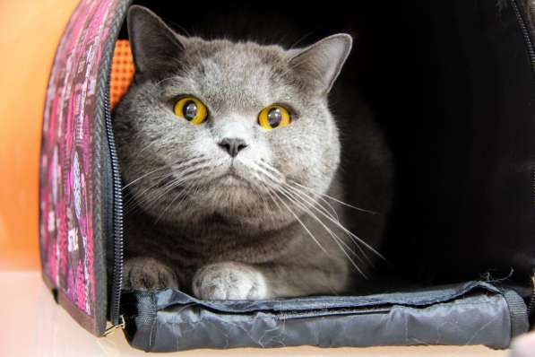 Зоогостиница BookingCat Люберцы/Жулебино в Люберцы фото 44