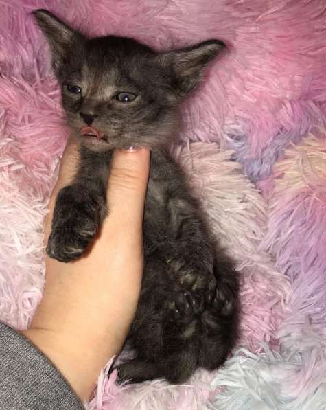 Кудрявые эльфы, каракулевые, элитные котята Девон-Рекс в Санкт-Петербурге фото 16