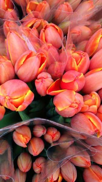 Тюльпаны оптом в Наро-Фоминске фото 4
